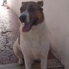 bchagas